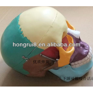 ISO Life-size human skull model with colored bones, Colored Skull